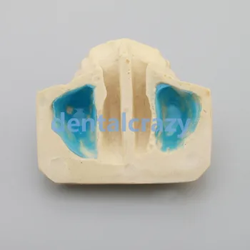 1 stomatologiczny Синуслифтинг praktyka dentystyczna model Typodont Study Model 2013F Model tools