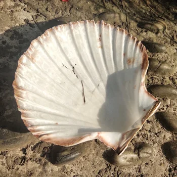 2szt 10-12 cm naturalne muszle Duże Białe muszelki muszle ornament morski wystrój domu plaża dekoracje ślubne Biżuteria DIY Shell