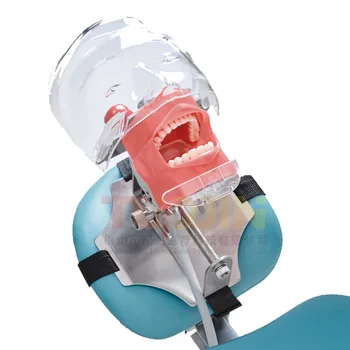 Model Głowy Stomatologiczny Symulator Model Głowy Może Być Zainstalowany Na Poduszce Fotela Stomatologicznego Jest Używany Do Uczenia Się Dentysty