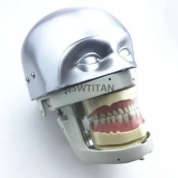 Dental symulator manekin fantom głowy pokazy praktyczne ćwiczenia model zębów sprzęt treningowy